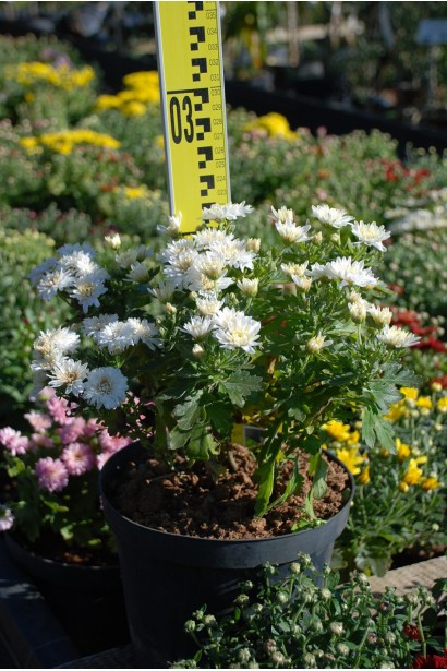 Хризантема Мультіфлора  - 1-3л/вис.15-20см/Ø15-25см